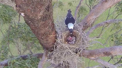 Magpies at the nest - sound effect