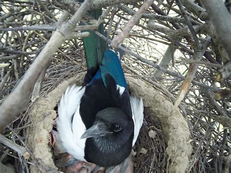 Magpies at the nest - sound effect