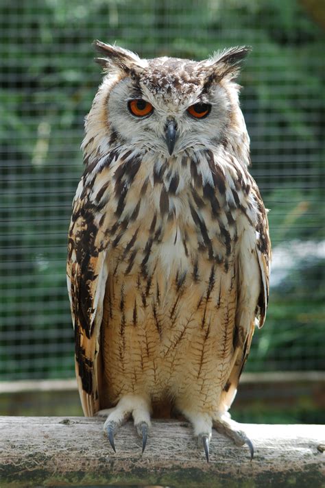 Owl - sound effect