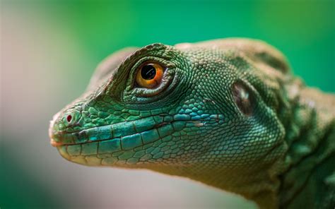 Reptiles: alligator hisses - sound effect