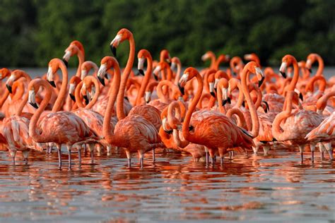 Flock of flamingos - sound effect