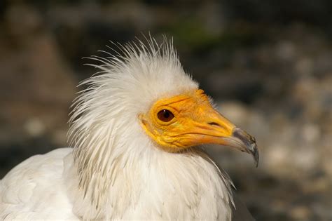 Egyptian vulture - sound effect