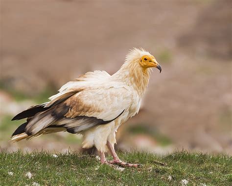 Egyptian vulture - sound effect