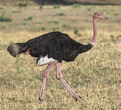 Common ostrich - sound effect