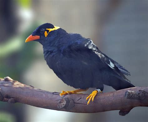 Common hill myna - sound effect