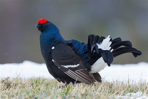 Black grouse - sound effect