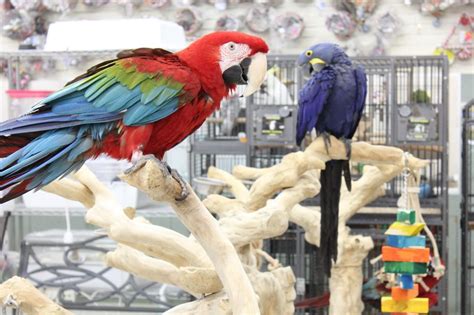 Tropical birds in a pet store - sound effect