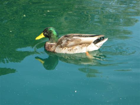 Ducks splash in the pond - sound effect