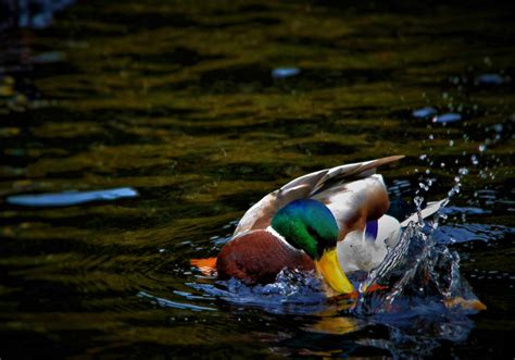 Ducks splash in the pond - sound effect