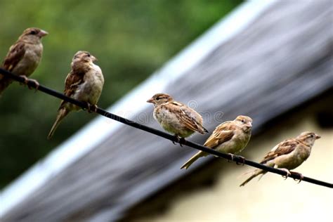 Sparrow chirping - sound effect