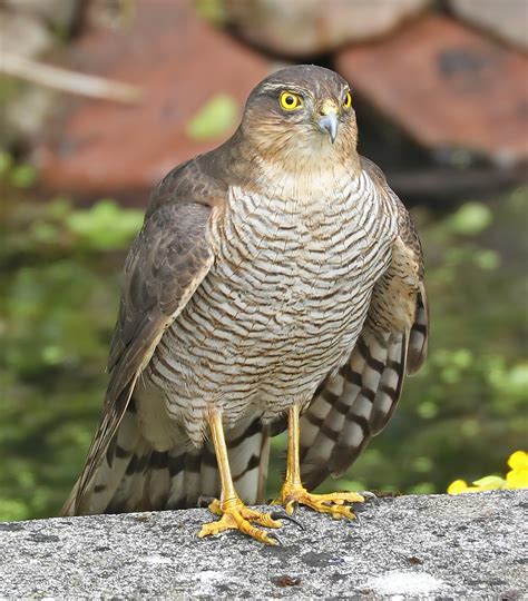 Eurasian sparrowhawk - sound effect