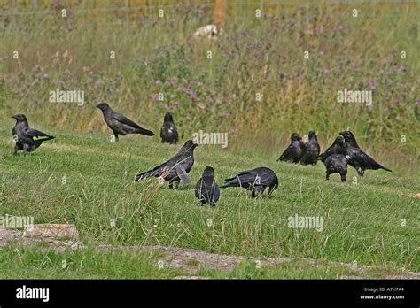 Crows croak in the field - sound effect