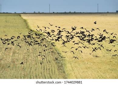 Crows croak in the field - sound effect