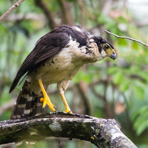 Collared forest falcon - sound effect