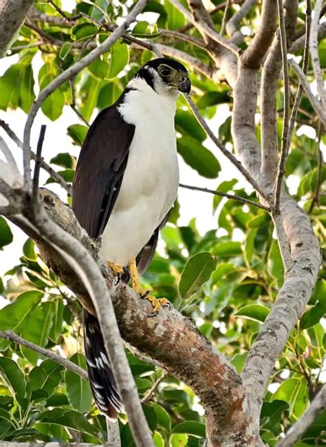 Collared forest falcon - sound effect
