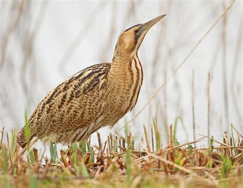 Bird eurasian bittern - sound effect