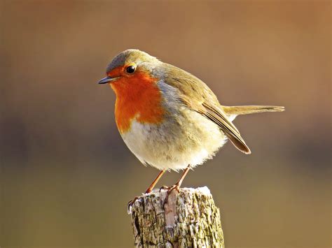 European robin - sound effect