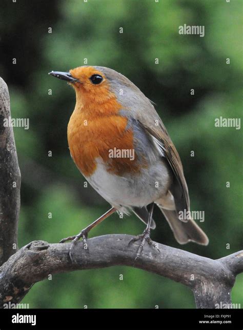 European robin and common blackbird at a forest stream - sound effect