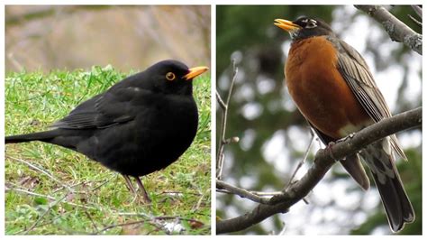European robin and common blackbird - sound effect