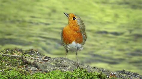 European robin at a forest stream - sound effect