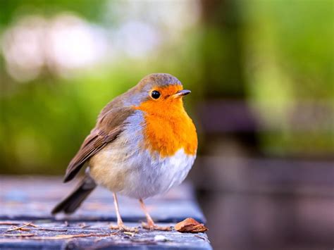 European robin (4) - sound effect