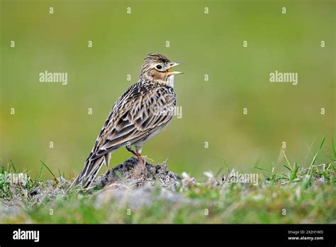 Singing to the eurasian skylark - sound effect