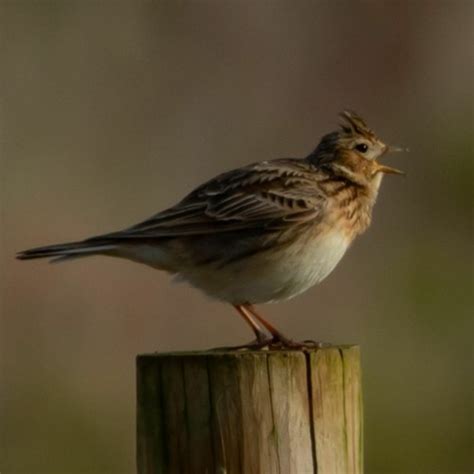 Eurasian skylark by the stream - sound effect