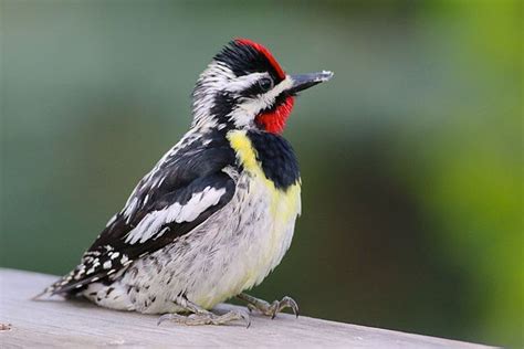 Yellow-bellied sapsucker - sound effect