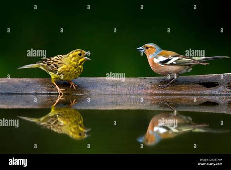 Common chaffinch and yellowhammer by a forest stream - sound effect