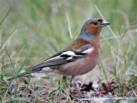 Common chaffinch and yellowhammer - sound effect
