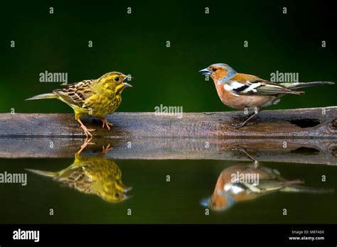 Common chaffinch and yellowhammer - sound effect