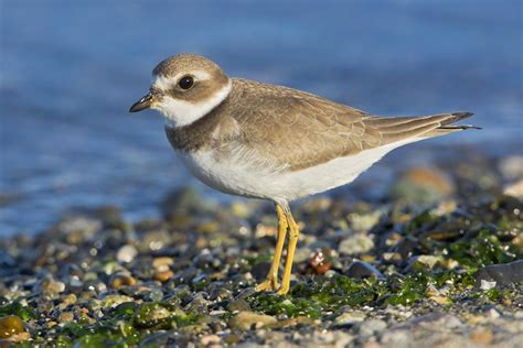 Bird typical plovers - sound effect