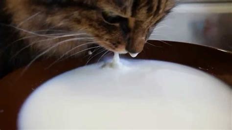 Cat laps milk (3) - sound effect