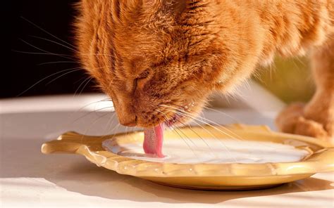 Cat licks milk - sound effect