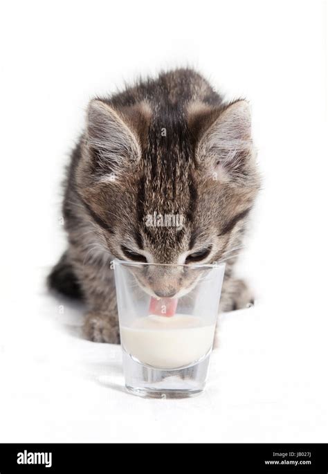 Cat licks milk - sound effect