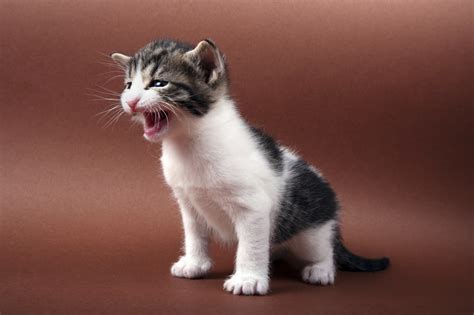 Cat meow sound (2)