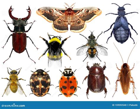 Insects sound effects