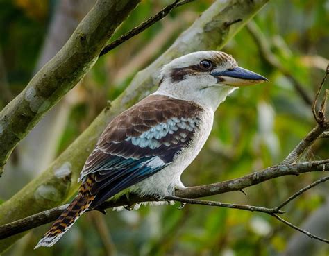 Tropical bird laugh - sound effect