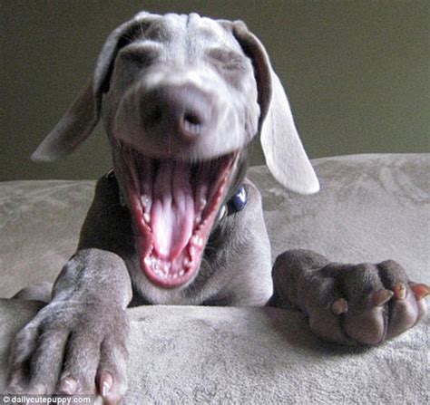 Dog laugh - sound effect