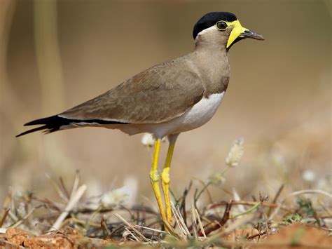 Lapwing sound effects