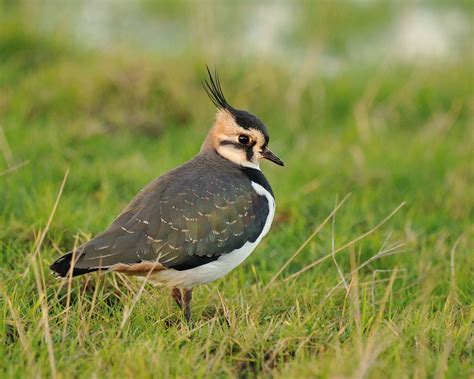 Lapwing sound effects