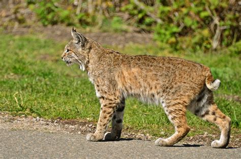 Bobcat - sound effect