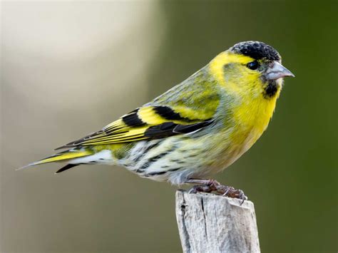 Siskins sound effects