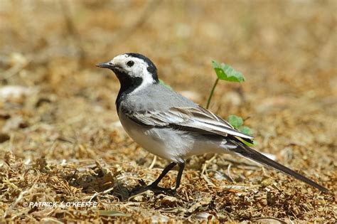 Motacilla alba - sound effect