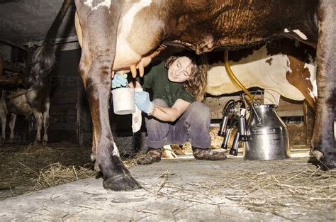 Milking a cow, against the background of mooing - sound effect