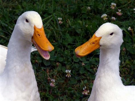Two ducks are quacking - sound effect