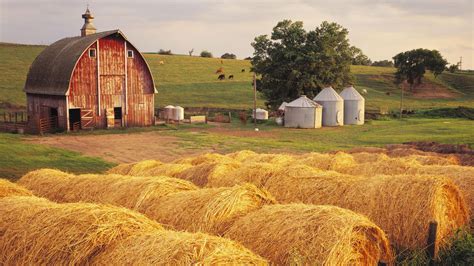 Farmyard - sound effect