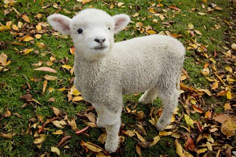 Lamb - sound effect