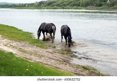 Hooves knock, clatter - sound effect