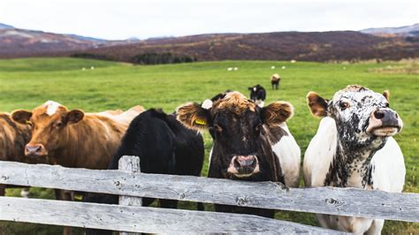 Cows on the farm - sound effect